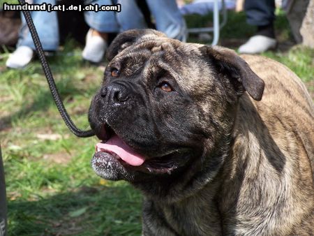 Ca de Bou Hunde Foto 12509 Ca de Bou Only Original Ca de Bou with PEDIGREE FCI (minimum 3 generations complete.)