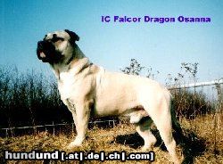 Ca de Bou Hunde Foto 6978 Ca de Bou Int.Ch. Falcor OSANNA