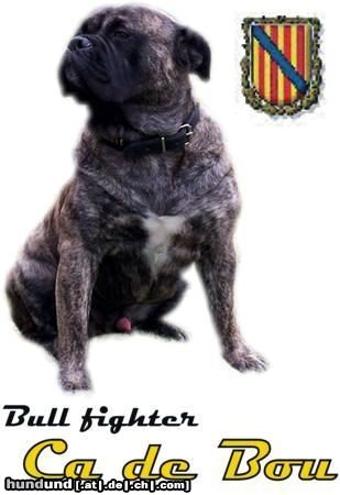 Ca de Bou Hunde Foto 17047 in höherer Auflösung ansehen Ca de Bou Original Ca de Bou Che Guevara ca de bou Animus Fortis
