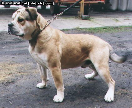 Ca de Bou Hunde Foto 6979 Ca de Bou World Winner 2003 Ikar Chevalier Osanna