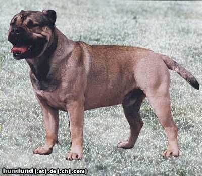 Ca de Bou Hunde Foto 6980 Ca de Bou Int.Ch. Ivenhoe OSANNA