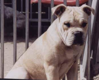 Ca de Bou Hunde Foto 880 Ca de Bou