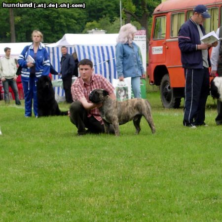 Ca de Bou Hunde Foto 22227 Ca de Bou New Champion Russia Kaliningrad 2005 ' Kubok Sambii'