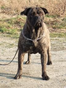 Ca de Bou Hunde Foto 31400 in höherer Auflösung ansehen Ca de Bou Mia farrow R.J. Osanna
