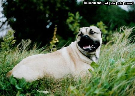 Ca de Bou Hunde Foto 15387 Ca de Bou Alano, 20 months old Cd B