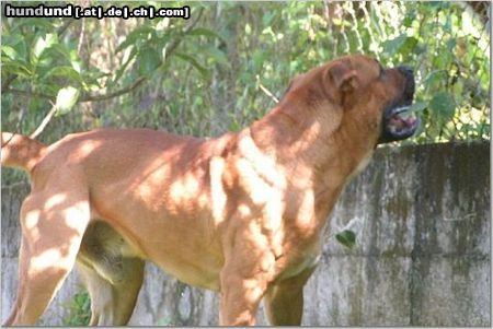 Ca de Bou Hunde Foto 18027 in höherer Auflösung ansehen Ca de Bou Mauro de Borinquen Gladiator