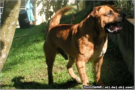 Ca de Bou Hunde Foto 18028 in höherer Auflösung ansehen Ca de Bou Mauro de Borinquen Gladiator