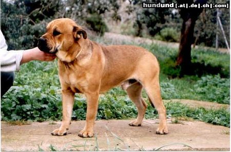 Ca de Bou Hunde Foto 11402 Ca de Bou REAL CA DE BOU MORTERO DE ALMALLUTX