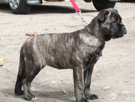 Ca de Bou Hunde Foto 31403 in höherer Auflösung ansehen Ca de Bou Niespodzianka R.J. Osanna