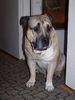 Ca de Bou Foto: Original Ca de Bou from Osanna Kennel (ID 17275) Ca de Bou Hund