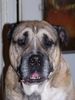 Ca de Bou Foto: Falcor Dragon Osanna First Interchampion on the Breed. (ID 17050) Ca de Bou Hund