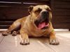 Ca de Bou Foto: Puma von Zirpen (ID 12229) Ca de Bou Hund