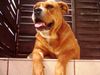 Ca de Bou Foto: Cala de Can Estruch (ID 12235) Ca de Bou Hund