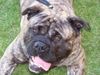 Ca de Bou Foto: Only Original Ca de Bou with PEDIGREE FCI (minimum 3 generations complete.) (ID 12505) Ca de Bou Hund