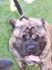 Ca de Bou Foto: Only Original Ca de Bou with PEDIGREE FCI (minimum 3 generations complete.) (ID 12504) Ca de Bou Hund
