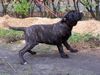 Ca de Bou Foto: Original Ca de Bou from Osanna Kennel (ID 17273) Ca de Bou Hund