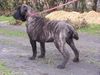 Ca de Bou Foto: Original Ca de Bou from Osanna Kennel (ID 17274) Ca de Bou Hund