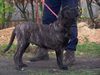 Ca de Bou Foto: Original Ca de Bou from Osanna Kennel (ID 17114) Ca de Bou Hund
