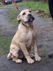 Ca de Bou Foto: Original Ca de Bou from Osanna Kennel (ID 17115) Ca de Bou Hund