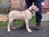 Ca de Bou Foto: Original Ca de Bou from Osanna Kennel (ID 17276) Ca de Bou Hund