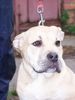 Ca de Bou Foto: Original Ca de Bou Che Guevara ca de bou Animus Fortis (ID 17046) Ca de Bou Hund