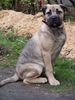 Ca de Bou Foto: Original Ca de Bou from Osanna Kennel (ID 17277) Ca de Bou Hund