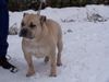 Ca de Bou Foto: Original Ca de Bou from Osanna Kennel (ID 17279) Ca de Bou Hund