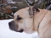 Ca de Bou Foto: Original Ca de Bou from Osanna Kennel (ID 17278) Ca de Bou Hund