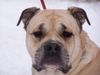 Ca de Bou Foto: Original Ca de Bou from Osanna Kennel (ID 17280) Ca de Bou Hund