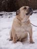 Ca de Bou Foto: Original Ca de Bou from Osanna Kennel (ID 17324) Ca de Bou Hund