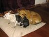 Ca de Bou Foto: Mortero and Girlfirend (amstaff) (ID 17215) Ca de Bou Hund