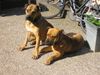 Ca de Bou Foto: Miura and Mortero (ID 12577) Ca de Bou Hund