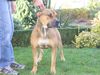 Ca de Bou Foto: REAL CA DE BOU Miura de Borinquen Gladiator (ID 17031) Ca de Bou Hund