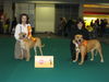 Ca de Bou Foto: CH K-2 and Tecla de Almallutx CAC WINNERS AMSTERDAM 2005 (ID 27326) Ca de Bou Hund