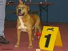 Ca de Bou Foto: Champion Spain and Luxembourg , Winner 2005 (ID 30415) Ca de Bou Hund