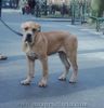 Ca de Bou Foto: CAESAR Mea Praetoria Caesareum 4,5 month old (ID 17252) Ca de Bou Hund