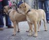 Ca de Bou Foto: CAESAR and CORRIDA Mea Praetoria Caesareum 4,5 month old (ID 17254) Ca de Bou Hund