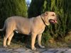 Ca de Bou Foto: Nuclear Rainbow R.J Osanna (ID 26312) Ca de Bou Hund