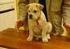 Ca de Bou Foto: Alvaro des Xavier 8 weeks old 10 kg (ID 27316) Ca de Bou Hund