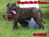 Ca de Bou Foto: Margarita Mix R.J.Osanna (ID 21567) Ca de Bou Hund