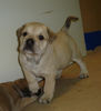 Ca de Bou Foto: Alvaro des Xavier (ID 26755) Ca de Bou Hund
