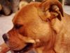 Ca de Bou Foto: Cala de Can Estruch (ID 12234) Ca de Bou Hund