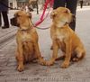 Ca de Bou Foto: CORRIDA and CAESAR Mea Praetoria Caesareum 4,5 month old (ID 17255) Ca de Bou Hund