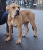 Ca de Bou Foto: CAESAR Mea Praetoria Caesareum 4,5 month old (ID 17253) Ca de Bou Hund