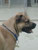 Ca de Bou Foto: Alano (ID 20820) Ca de Bou Hund