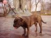 Ca de Bou Foto: JWW, JCHPL (ID 7106) Ca de Bou Hund