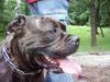 Ca de Bou Foto: Argos Juhasz, Junior World Winner, JChPl, ChPl (ID 12059) Ca de Bou Hund