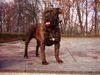 Ca de Bou Foto: JWW, JCHPL (ID 7107) Ca de Bou Hund