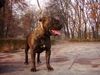 Ca de Bou Foto: JWW, JCHPL (ID 7109) Ca de Bou Hund