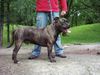 Ca de Bou Foto: Argos Juhasz, Junior World Winner, JChPl, ChPl (ID 12058) Ca de Bou Hund